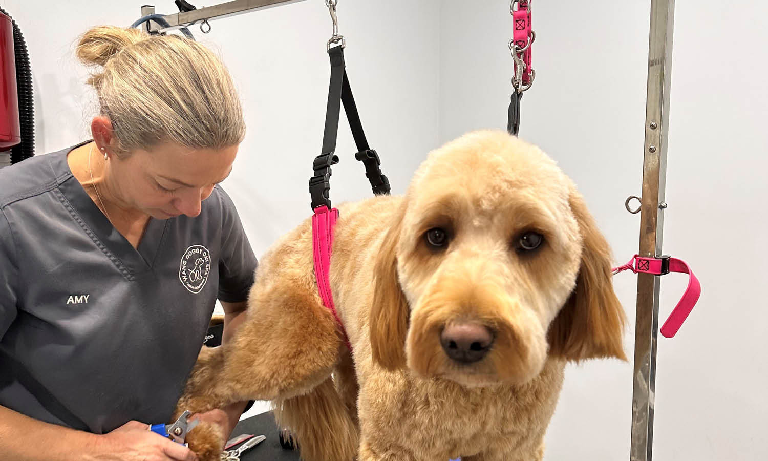 Amy Wang groomer