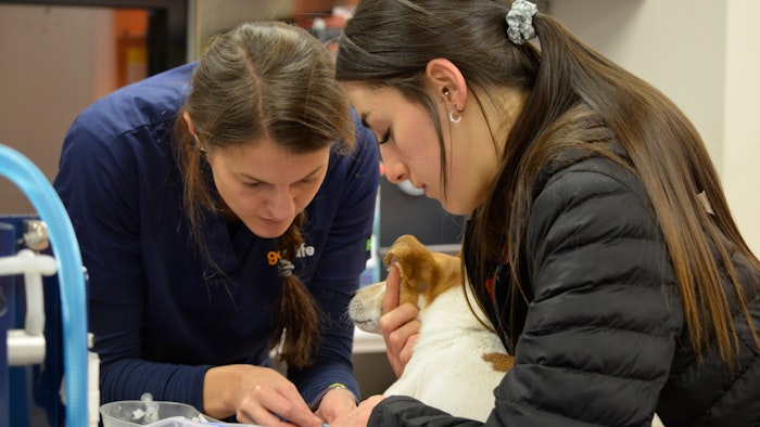Daja Canning assisting veterinarian.