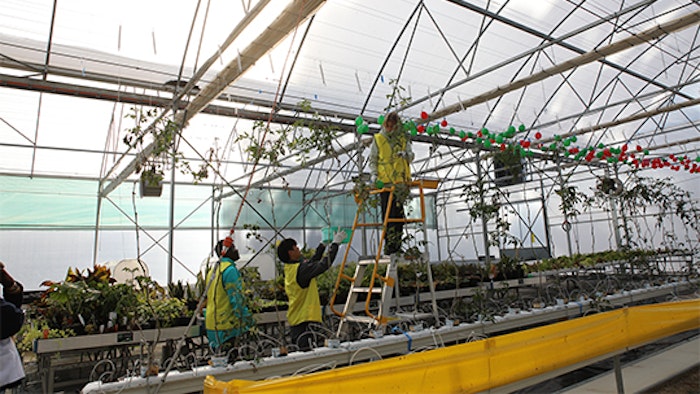 Local students in greenhouse