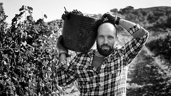 Man carrying bucket of grapes in vineyard