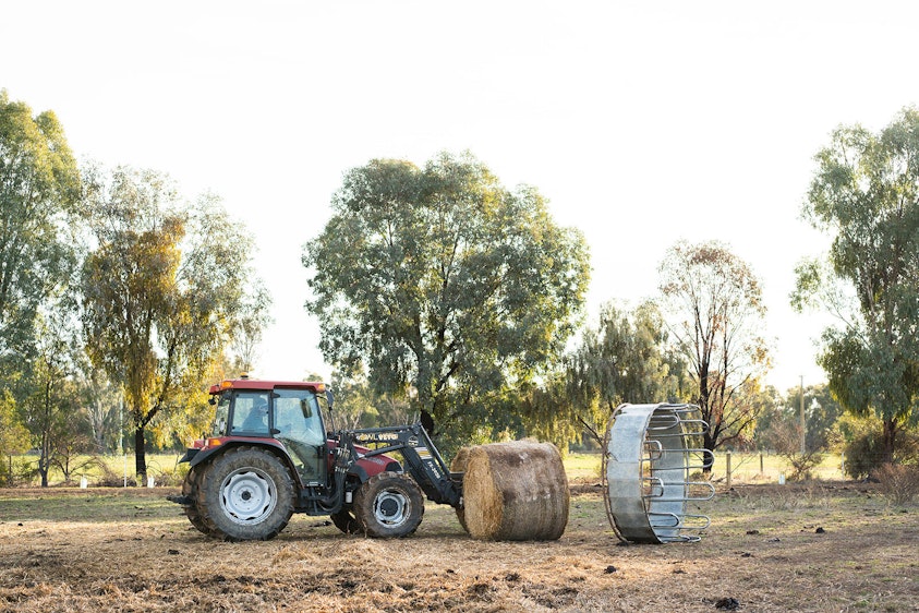 GO TAFE Shepparton cows HI RES 11 1