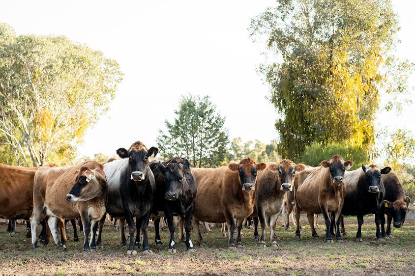 GO TAFE Shepparton cows HI RES 8