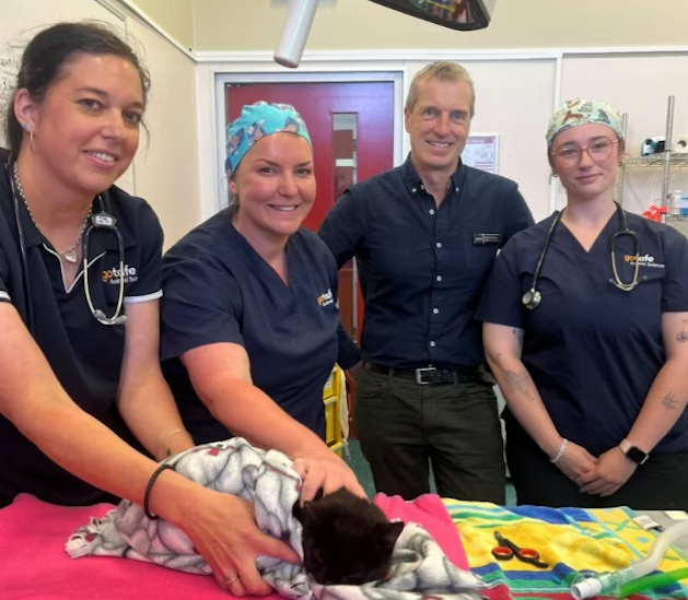 Vet Nursing surgeries