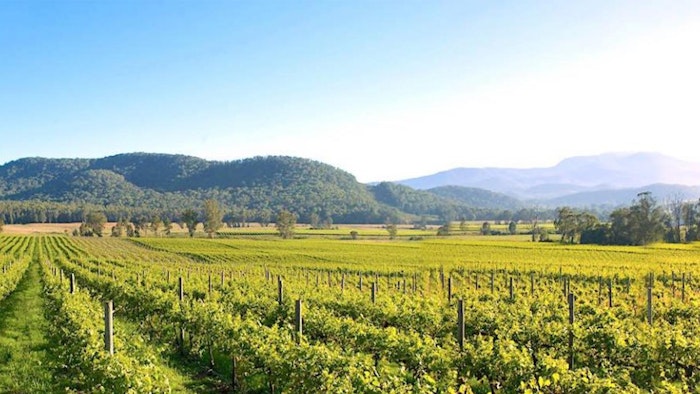 green vineyards below mountains