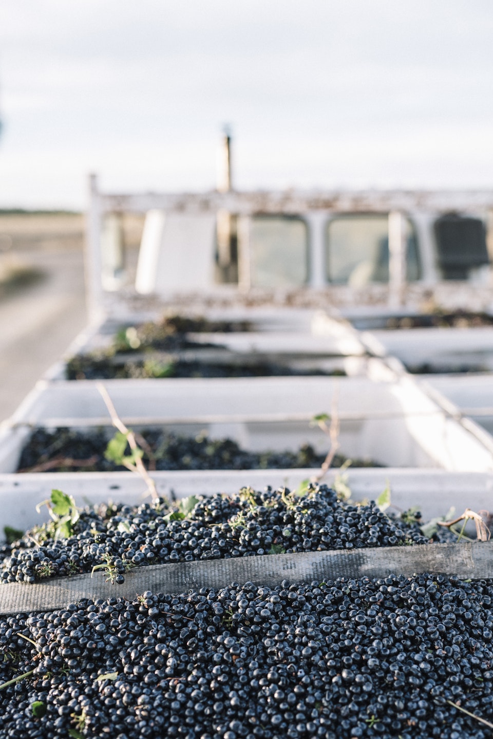 WR Warrabilla Phoebe Powell PRINT11