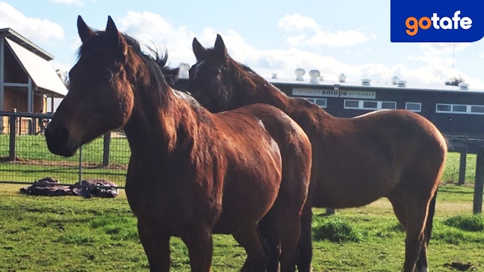 Living legend racehorses 1