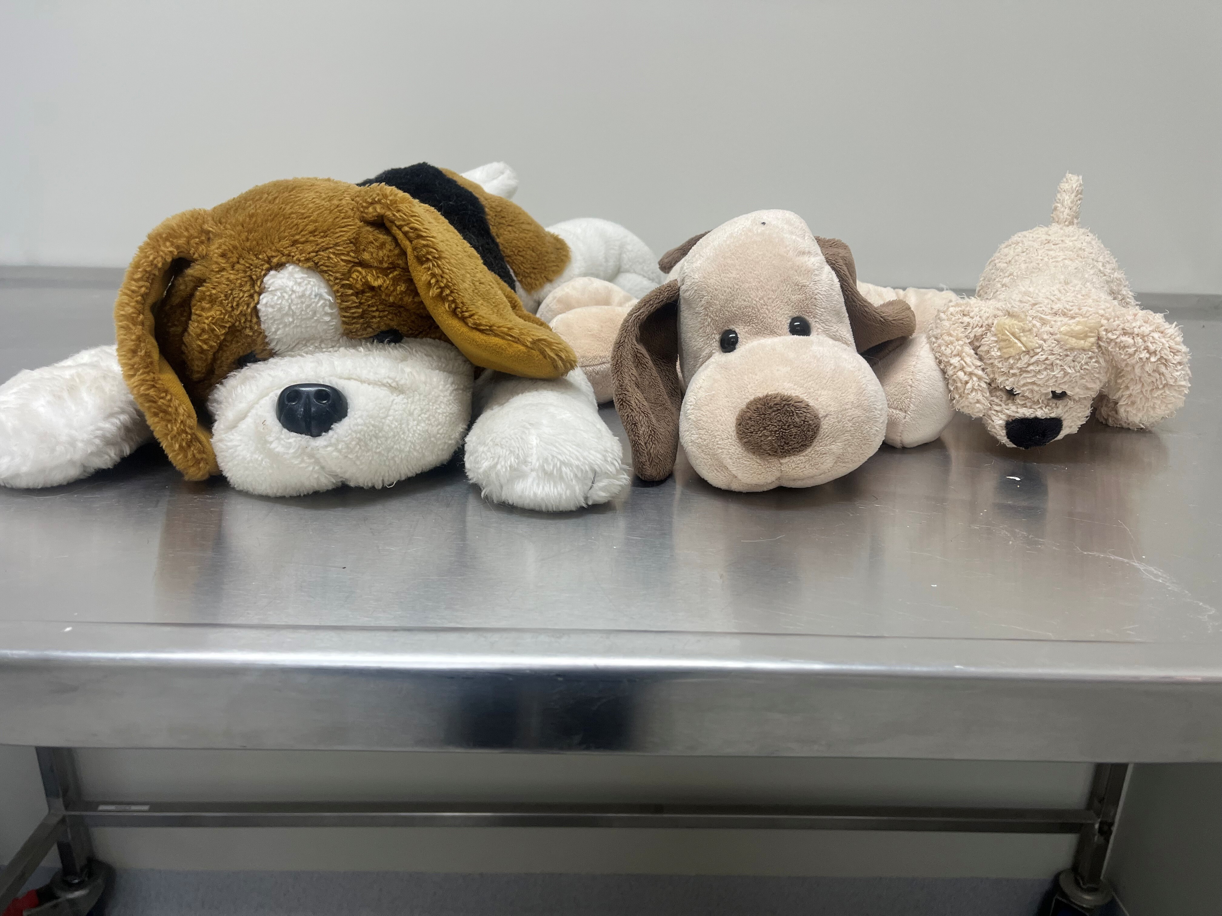 Student Spotlight - Molly Crow